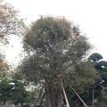 嘉宝果