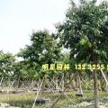 大叶紫薇