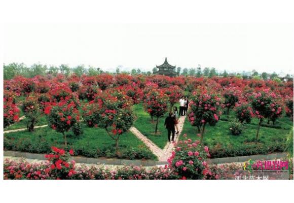 南阳跻身国家级出口月季示范区