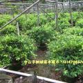 黄榕球