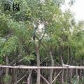 黄槐、黄花槐