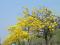 黄花风铃木