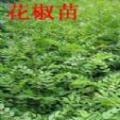 花椒