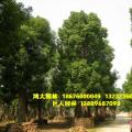 香樟树，大树假植区