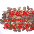 白皮松