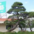 日本黑松