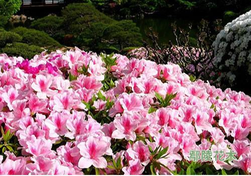 杜鹃花施肥的选择