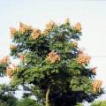 黄山栾树