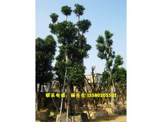 菠萝蜜