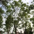 黄花腊肠树