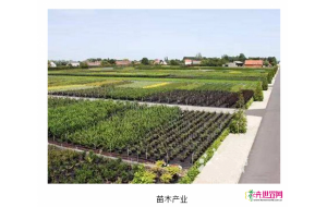 浙江：萧山做好亚运区块苗木工作