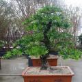 台湾罗汉松（造型盆景）