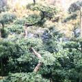福建茶