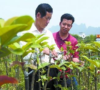 荔浦嫁接培育红桂花 售价是普通桂花的三四倍（图）