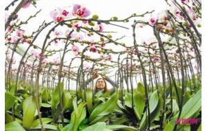 张家口蝴蝶兰寒冬热销