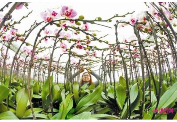 张家口蝴蝶兰寒冬热销