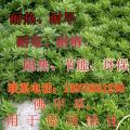 佛甲草