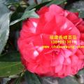茶花 花贝拉