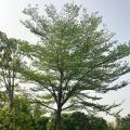 细叶榄仁