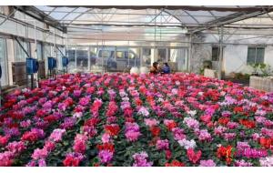 春节未到花卉先俏 烟台花卉市场热闹开放