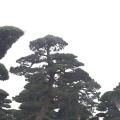 黑松