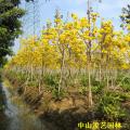 黄花风铃木