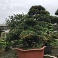 海岛罗汉松
