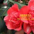 茶花  红荔
