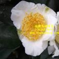 茶花  鱼尾茶