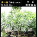 夹竹桃