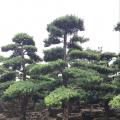 本地罗汉松