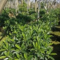 非洲茉莉