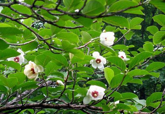 秦皇岛千株天女木兰盛开 中外游客争觅“仙踪”