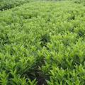 非洲茉莉