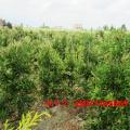 美花红千层
