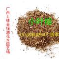 小叶榕