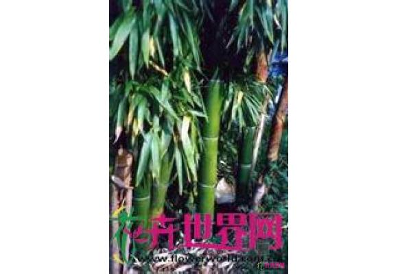桂竹