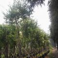 宫粉紫荆