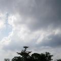 小叶榄仁