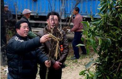 芜湖鸠江区花卉苗木供销两旺