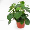 其它观花植物
