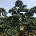 本地罗汉松
