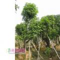绿化芒果、芒果树