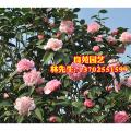 茶花
