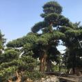 日本罗汉松
