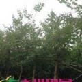 宫粉紫荆
