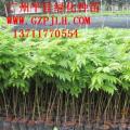 黄花梨