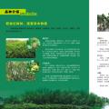 其它松柏杉竹