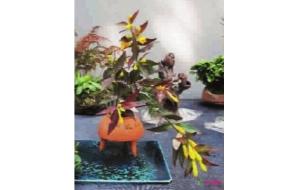 软枝黄蝉名似昆虫 其实是个“花美人”