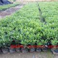 非洲茉莉